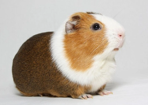How Easy is it to Look After a Guinea Pig?