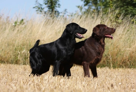 Working flat coated store retriever