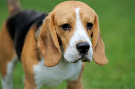 Musladin-Lueke Syndrome (MLS) in Beagles