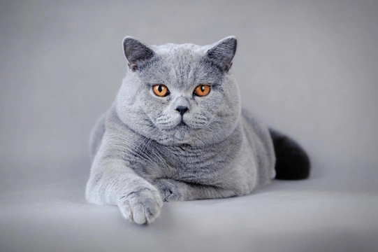 Learning the history of the British shorthair - the UK’s most popular pedigree cat