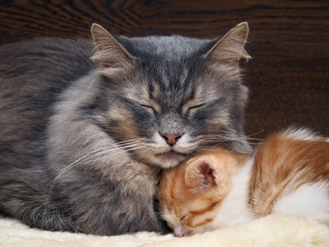 6 important life skills that mother cats teach their kittens