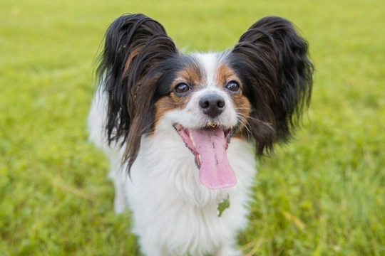 Papillon crufts hot sale