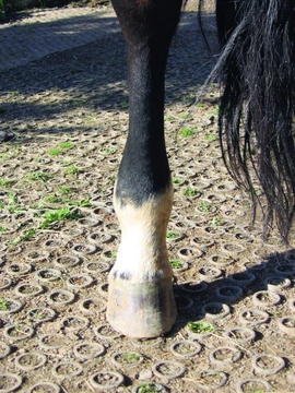 Koňský domácí lékař 2: Oteklá noha