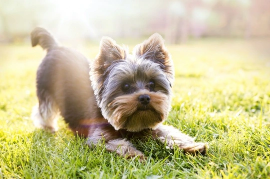 Ten things you need to know about the Yorkshire terrier before you buy one