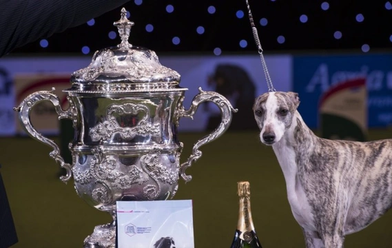 Winning an award at Crufts is prestigious - but is it profitable?