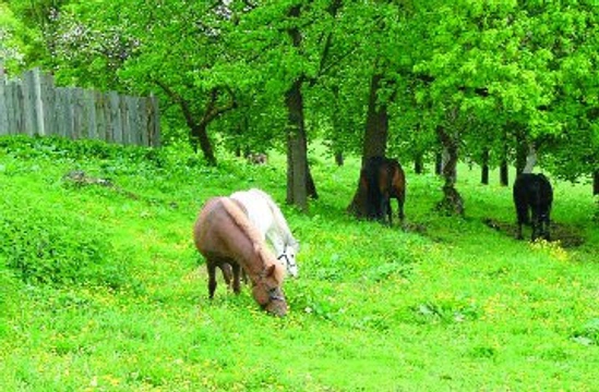 Cheláty – minerály s vyšší nutriční využitelností