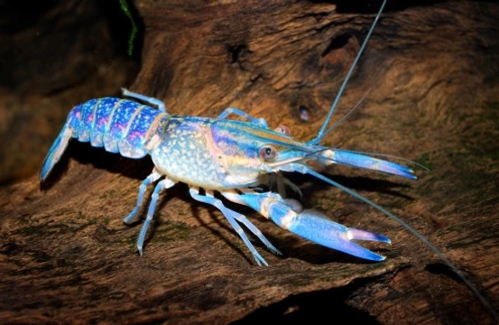 Can you keep crayfish as a pet?