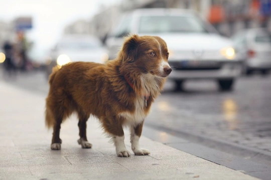 Keeping a dog within an urban environment