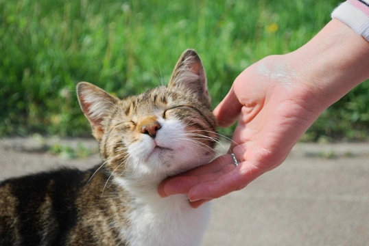 Six cat behaviours that let you know your cat loves you