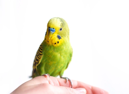 Jací papoušci jsou vhodní pro začátečníky?