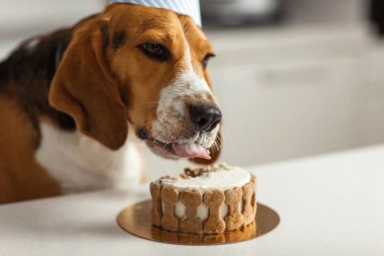 Bude váš chlupáč slavit narozeniny? Inspirujte se, jak vyrobit dort pro psa