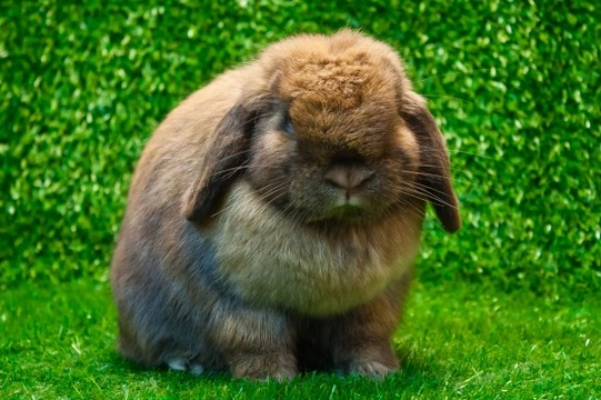 Best House Rabbit Breeds on the Planet