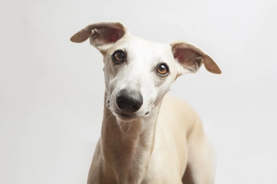 Do greyhounds need to be given a different anaesthetic to other dogs?