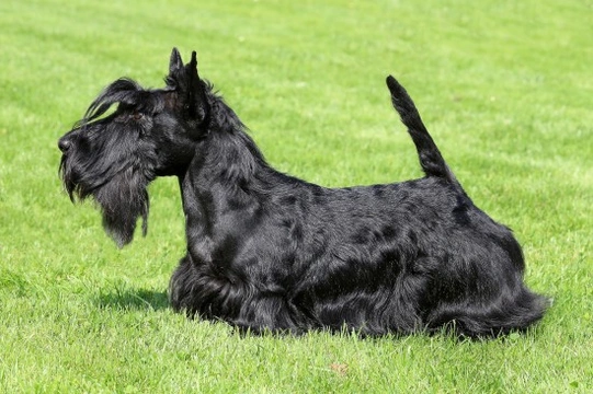 Some popular wirehaired dog breeds