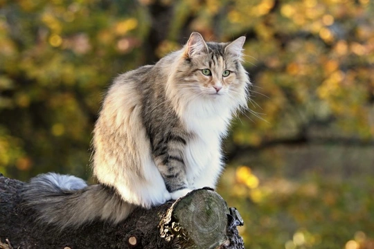 Bacterial Pneumonia in Cats