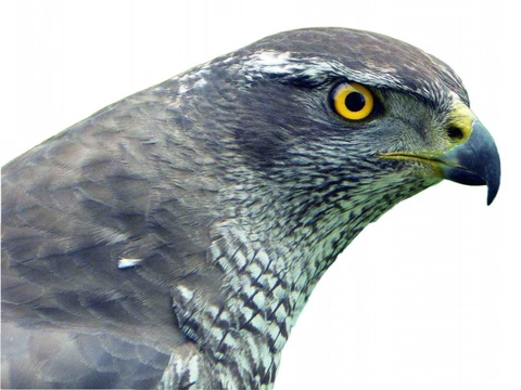 Sarcocystis calchasi Nový patogen u holubů a papoušků