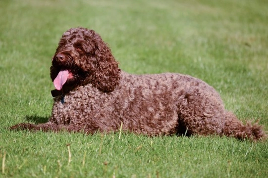 Labradoodle genetic diversity and hereditary health