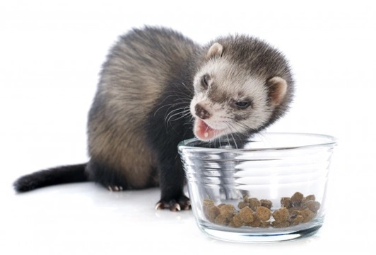 Ferret feeding outlet