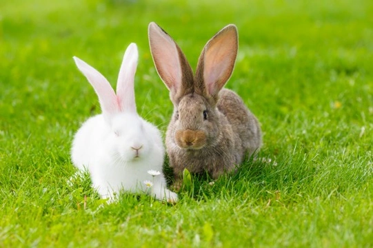 Male and 2024 female bunnies