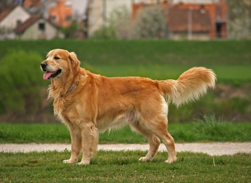 What are the most popular retriever dog breeds?
