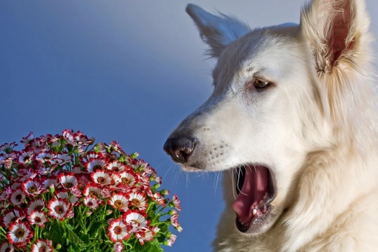 Canine Allergies