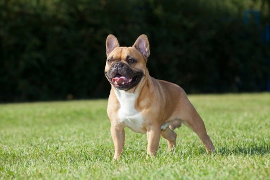 French bulldog health and care