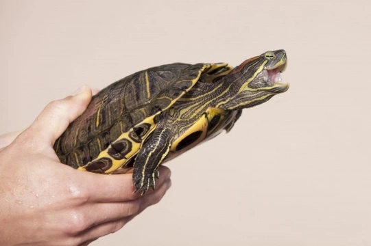 2 Conditions That Affect a Turtle's Beak