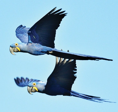 Pantanal – ptáci na Rio Negro