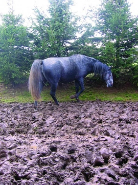 Koně v blátě
