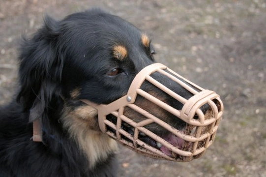 Bulldog muzzle clearance pets at home