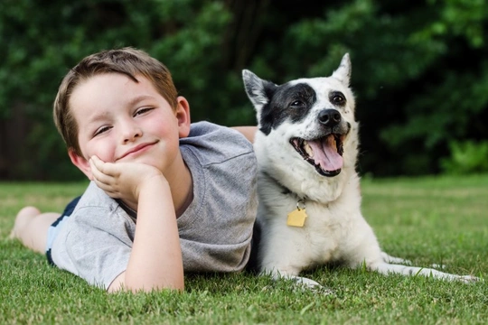 Ten important tips that all primary school-aged children should know about dogs