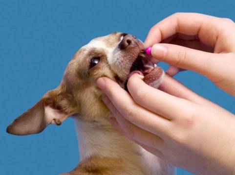 Cómo darle una pastilla a un perro