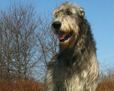 Levriero irlandese: prezzo, altezza e carattere dell'Irish Wolfhound