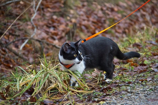 Taking Your Cat for a Walk on a Lead