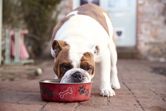 Five common misconceptions about dog food that should be addressed