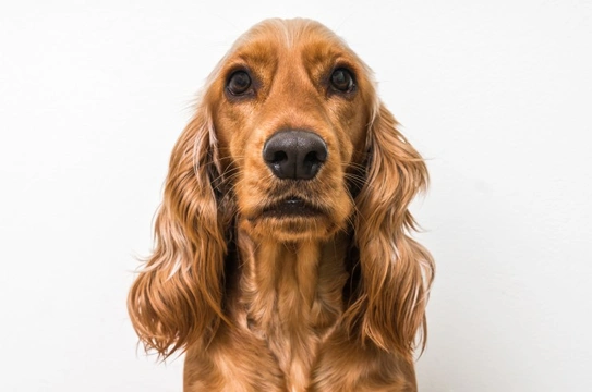 Otitis externa in the cocker spaniel