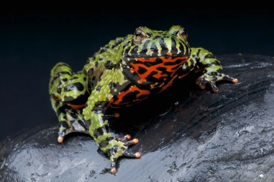 Fire belly sale toad with fish