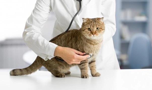 Why are some cats sick so often?