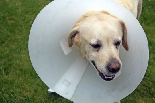 Pet Insurance - It's no laughing matter