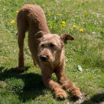 Doga: ejercicios de yoga para tu perro