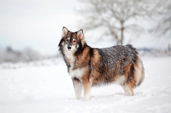 Some frequently asked questions about the Utonagan dog breed