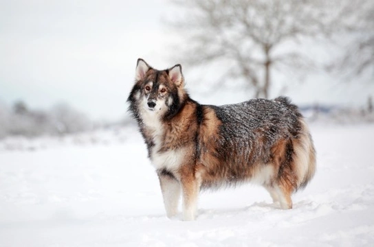 Utonagan puppies 2024