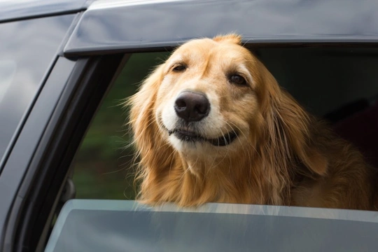 Tips on How to Stop Your Dog Barking in the Car