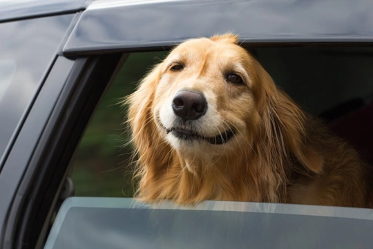 Stop dog store barking in car