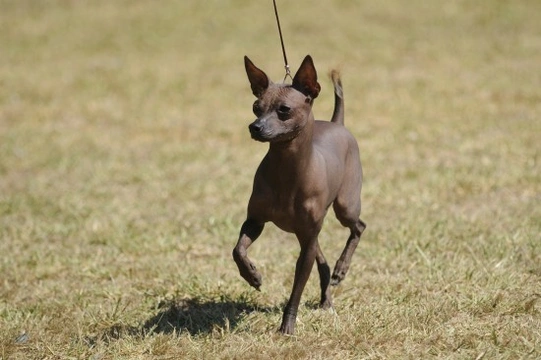 The four recognised hairless dog breeds