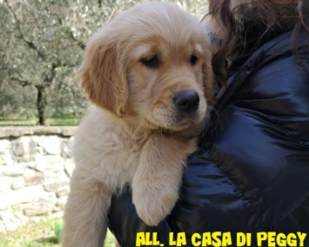 Cuccioli di Golden Retriever SETTEMBRE 2019