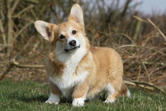 How to Keep a Welsh Corgi's Coat Looking Good