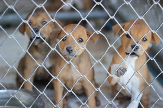 Pets4Homes supports petition to ban unregulated puppy imports