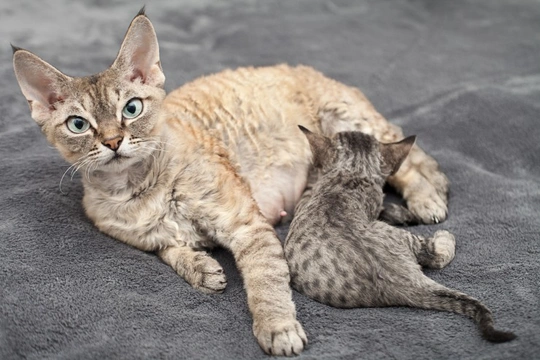 Ten tips on caring for a pregnant cat