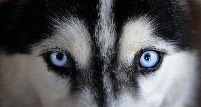 What causes cholesterol deposits in the eye of the dog?